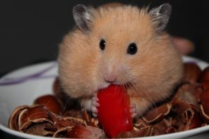 goldhamster-943373_640